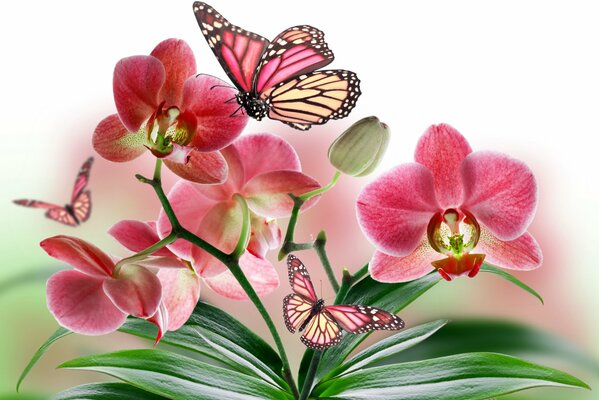 Le farfalle volano sopra l orchidea rossa Phalaenopsis