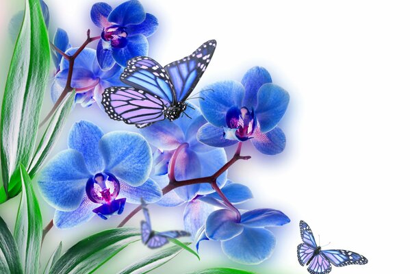 Blue orchid with flying butterflies