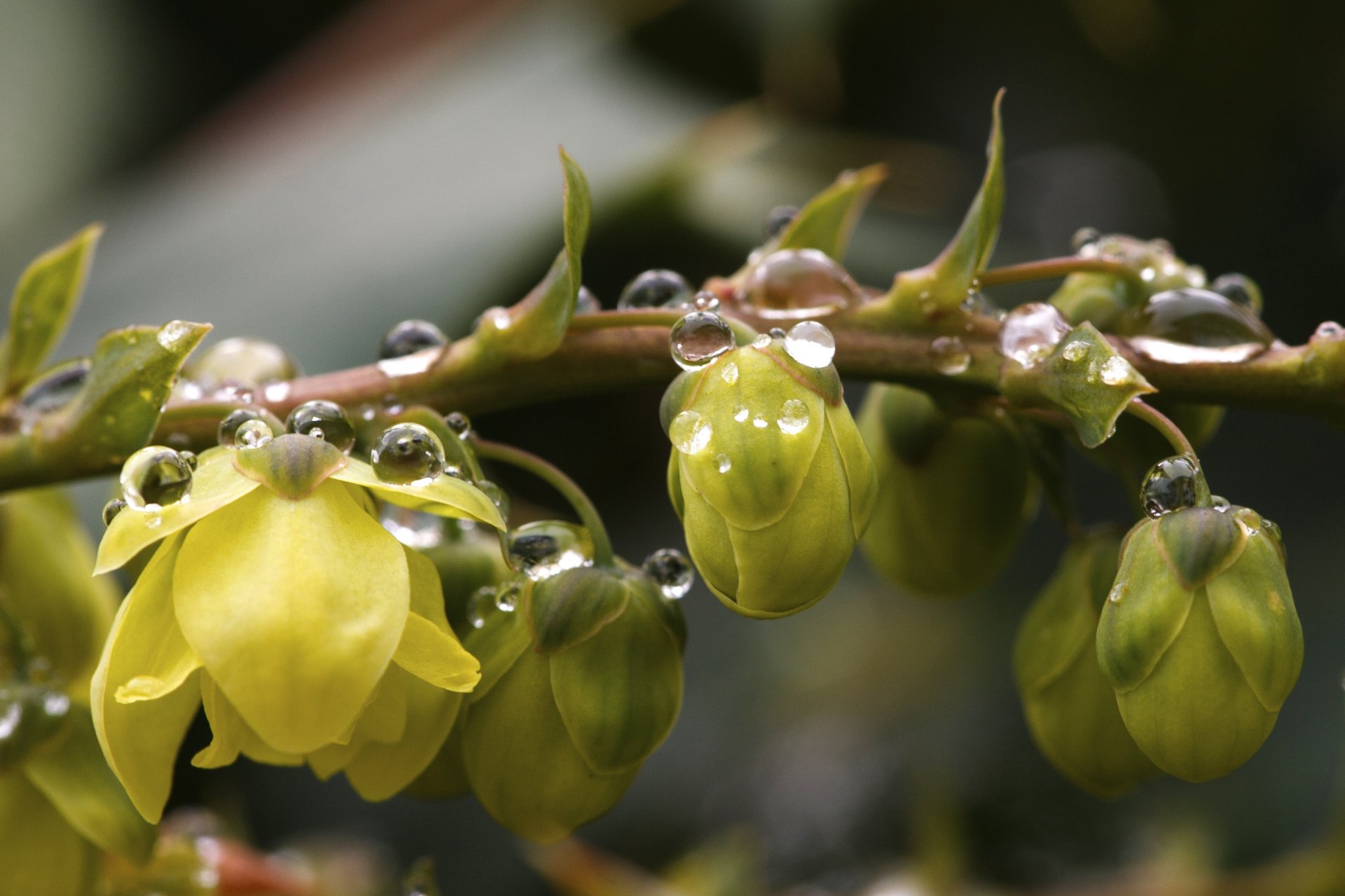 zweig blumen tropfen