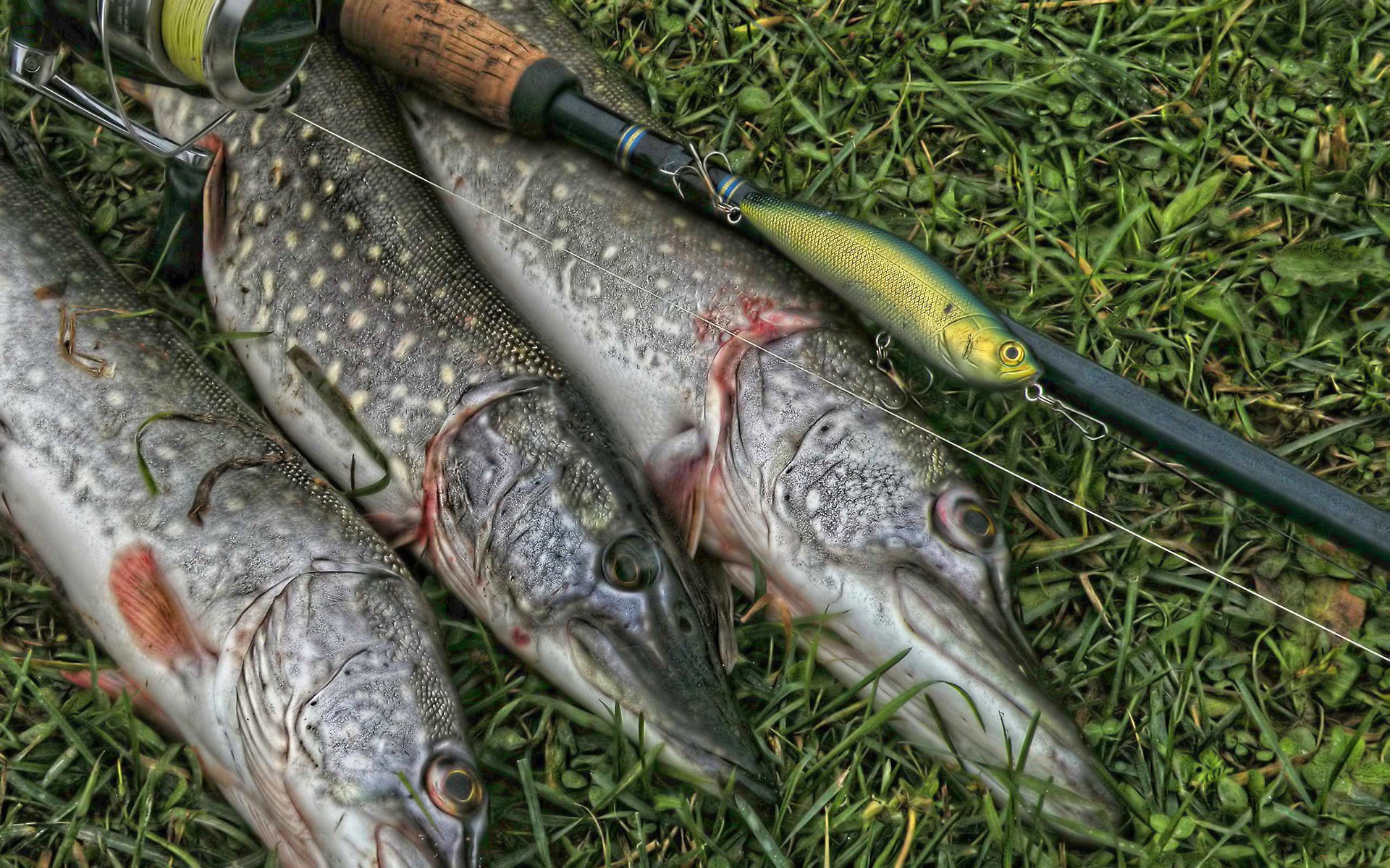 fond herbe pêche attirail capture poisson brochet