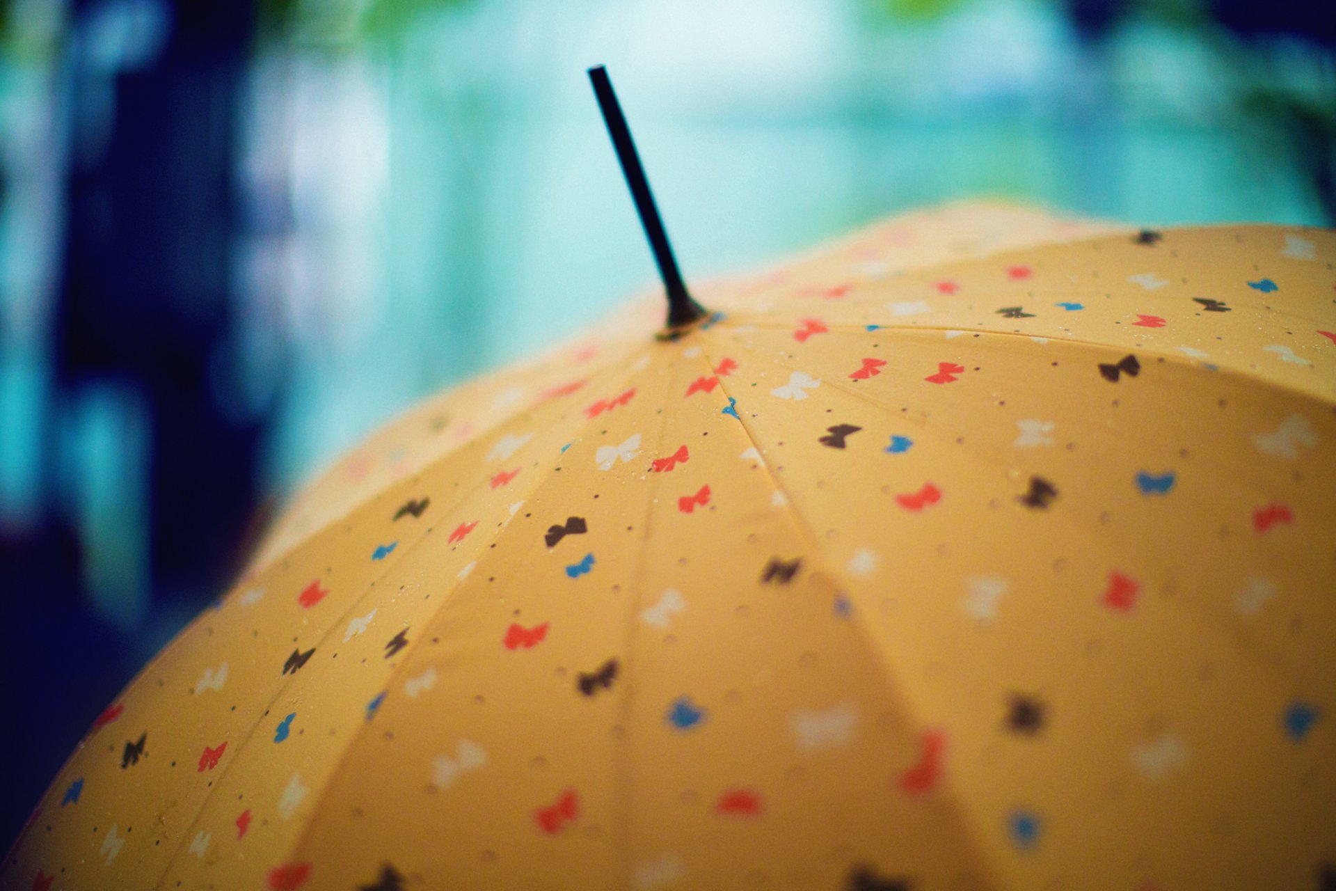 umbrella picture bow