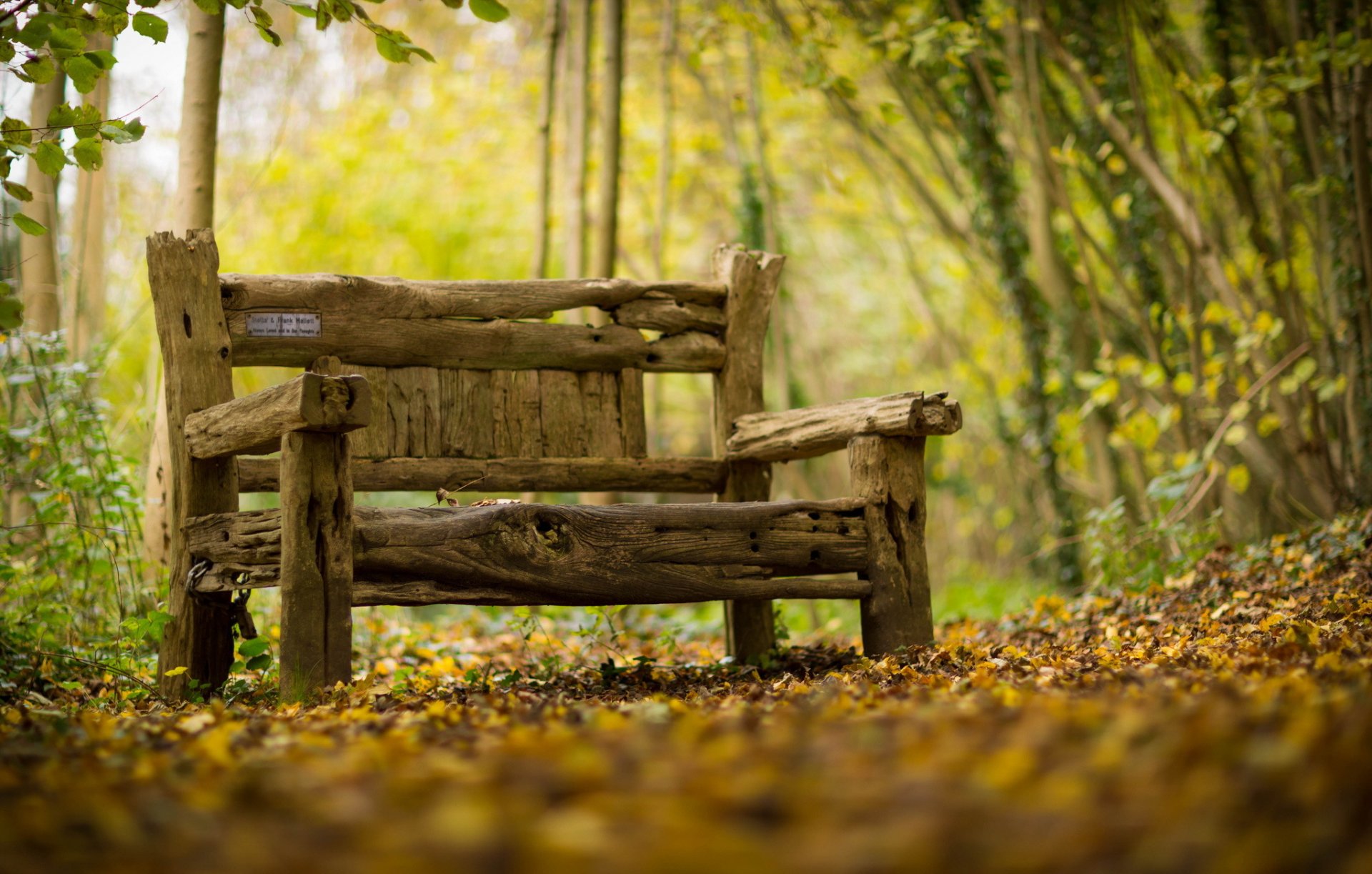 bench autumn background