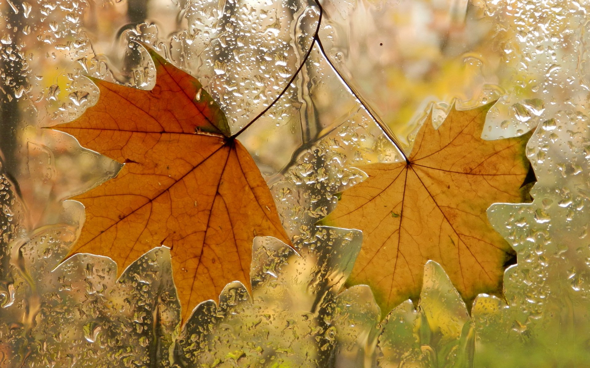 feuilles fenêtre automne