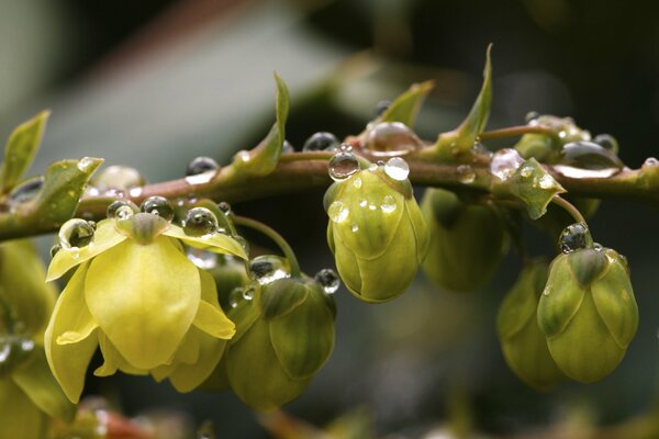 Las flores florecen en una rama alimentándose de gotas