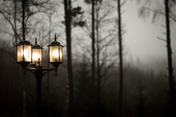 Lantern light in the mist of trees against the background of cloudy nature