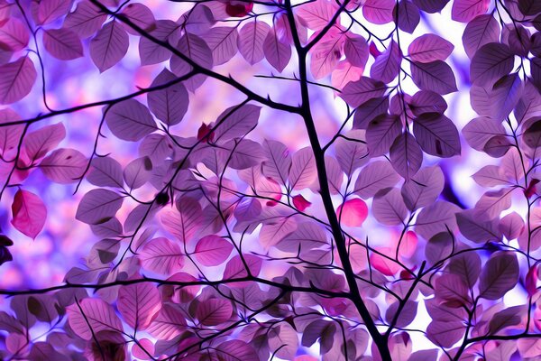 Full-length wallpaper tree and leaves purple