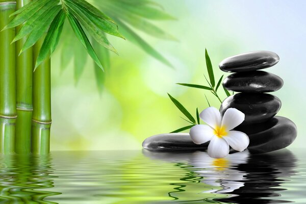 Blooming bamboo on a background of stones and a flower