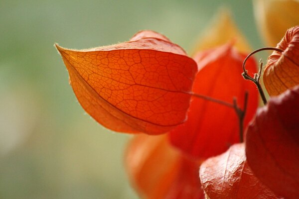 A beautiful physalis plant on a green background