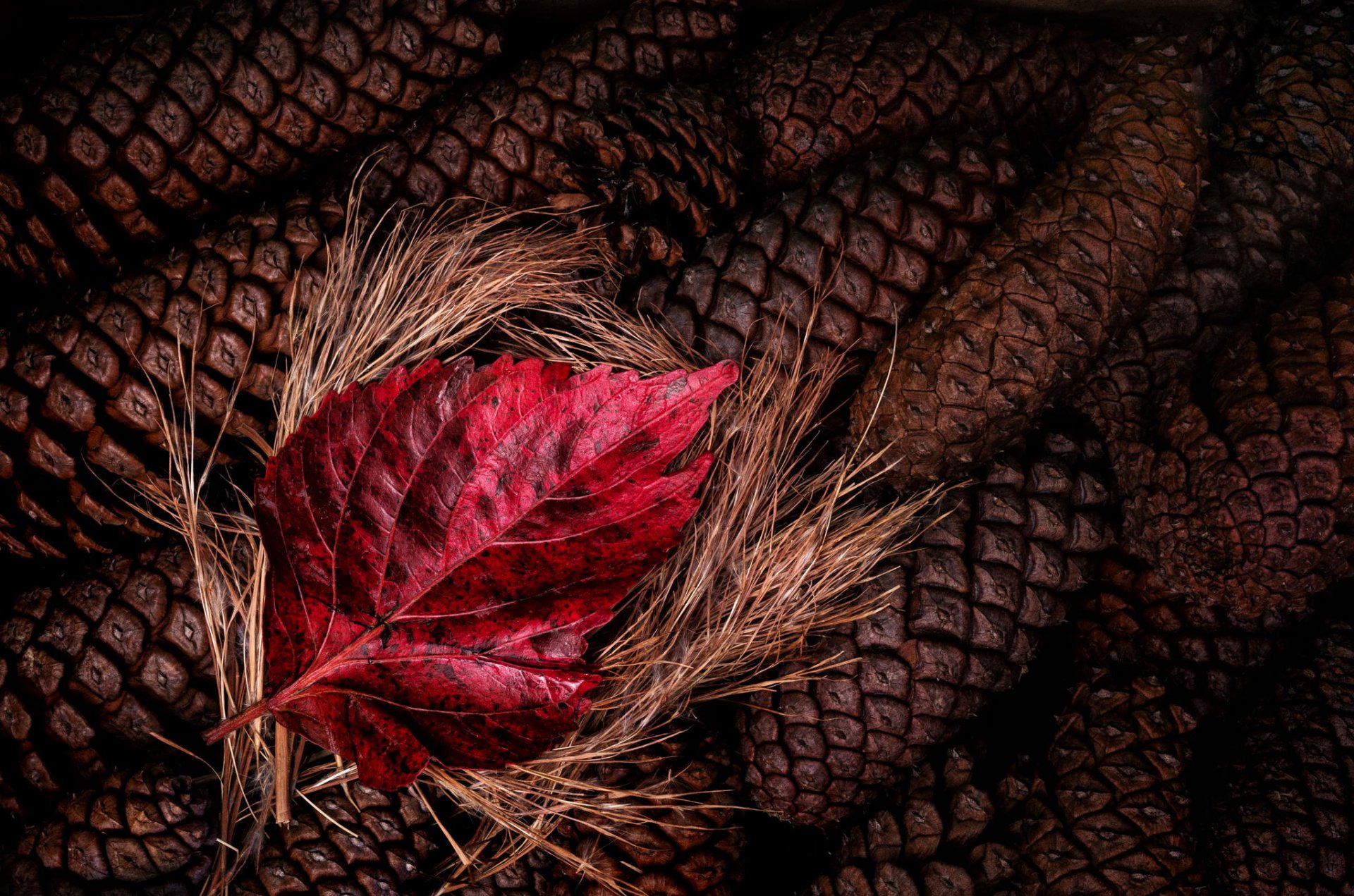 cônes feuille rouge