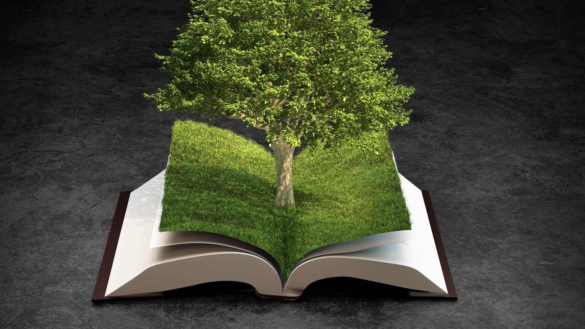 erba libro foglie pagine albero verde