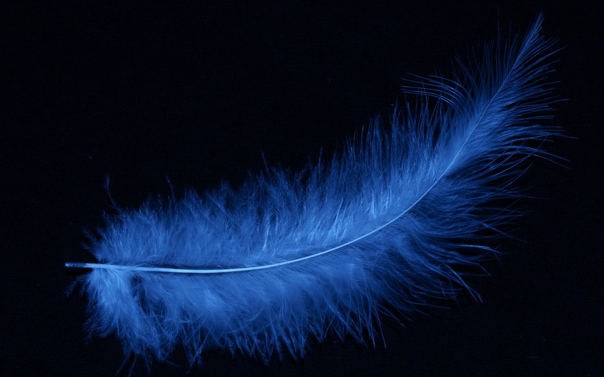 plume bleu fond noir