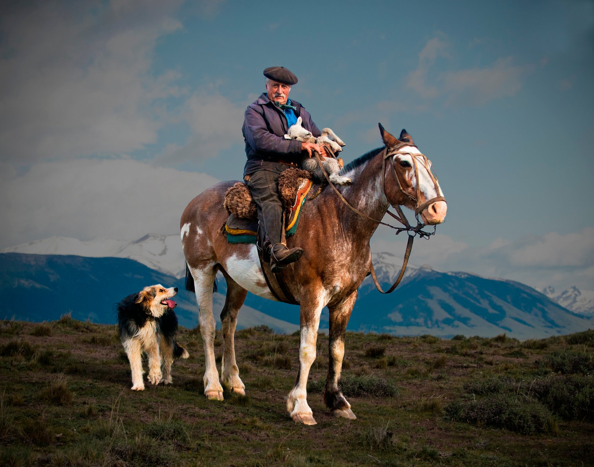 hirte pferd lamm hund