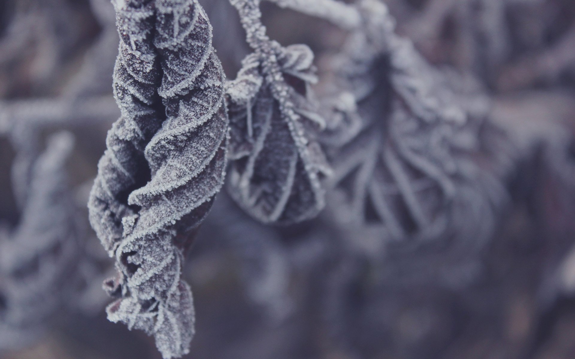 givre feuilles hiver sec froid