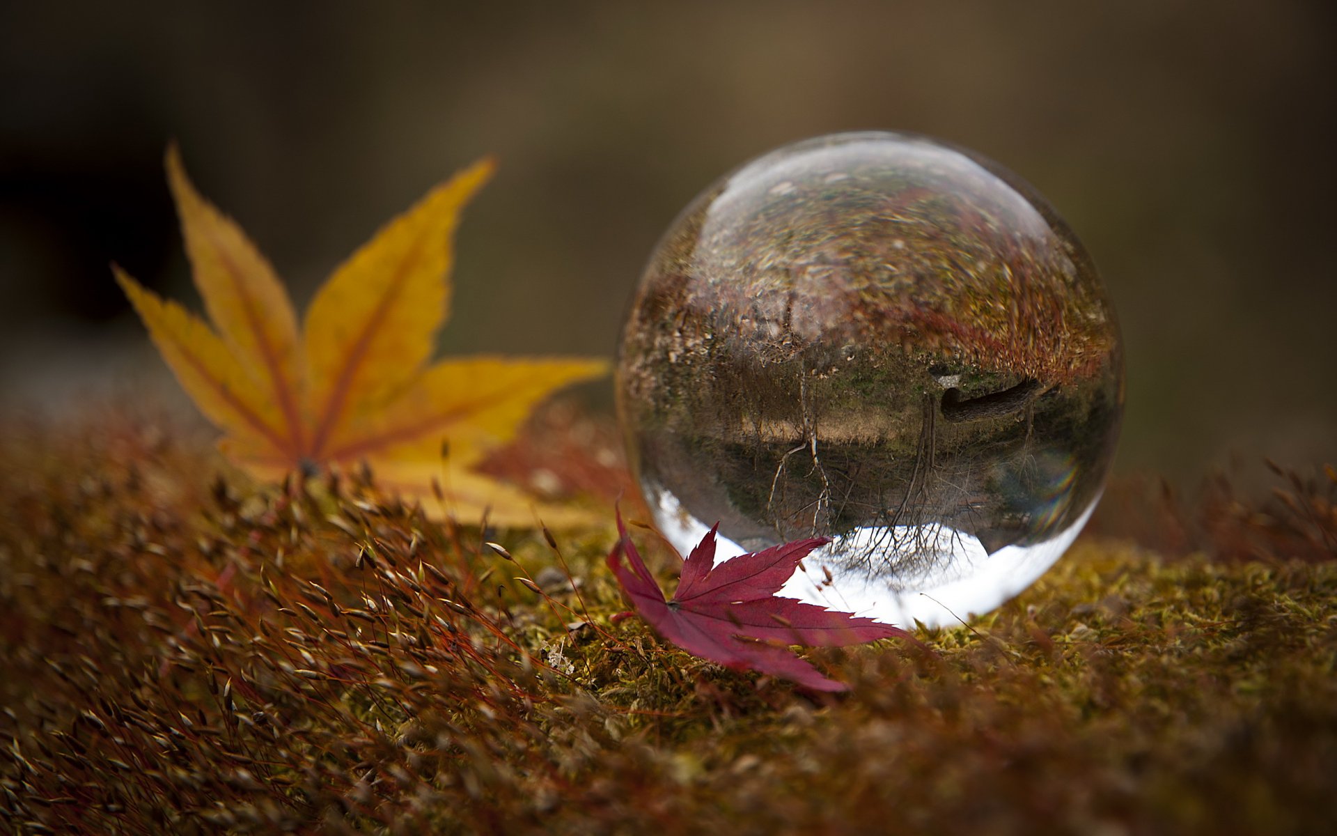 hojas bola naturaleza