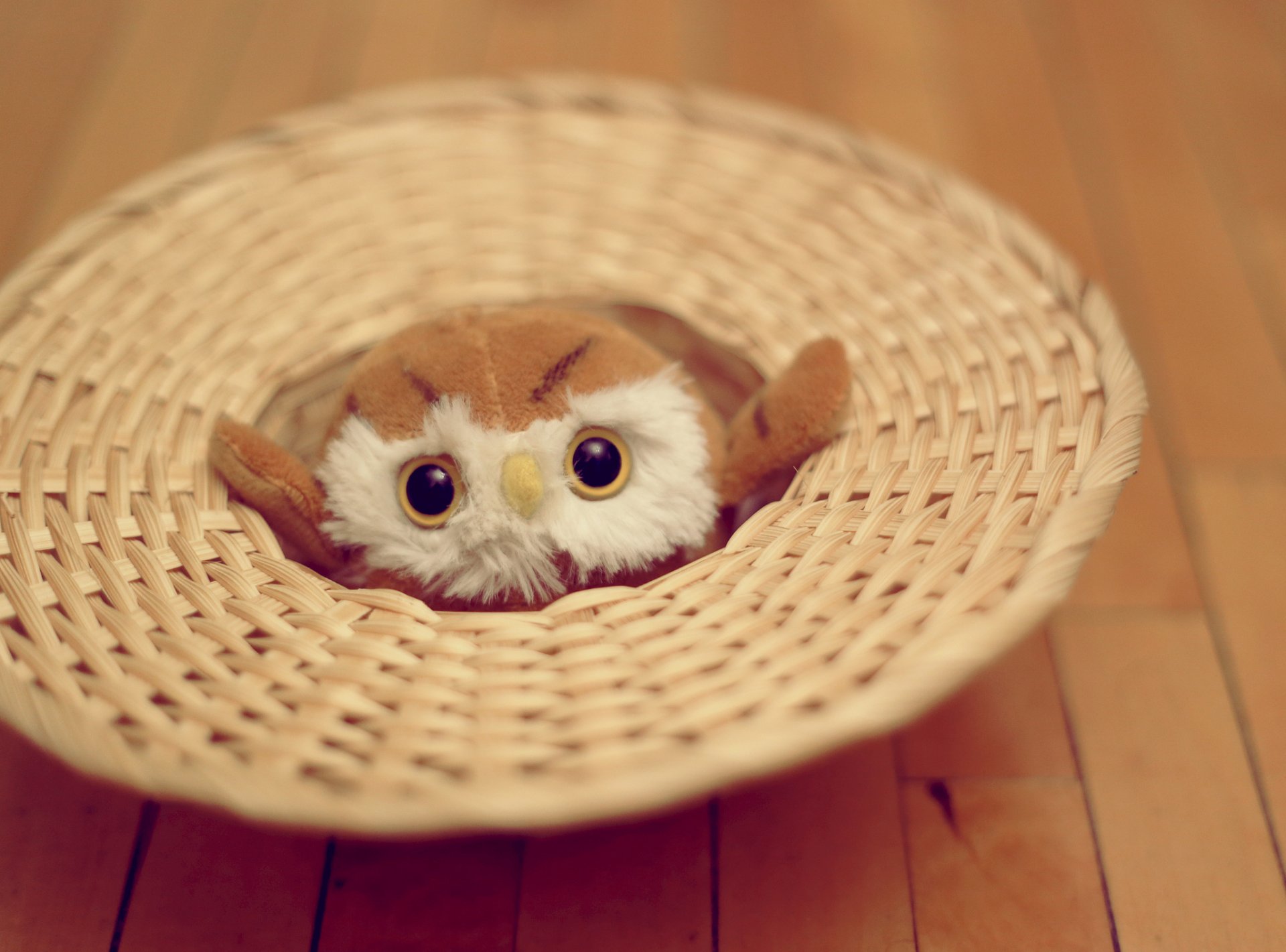 owl toys soft eye