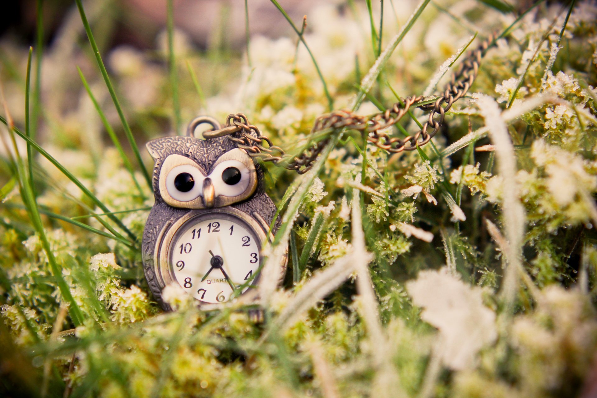 gufo orologio ciondolo ciondolo erba verde macro