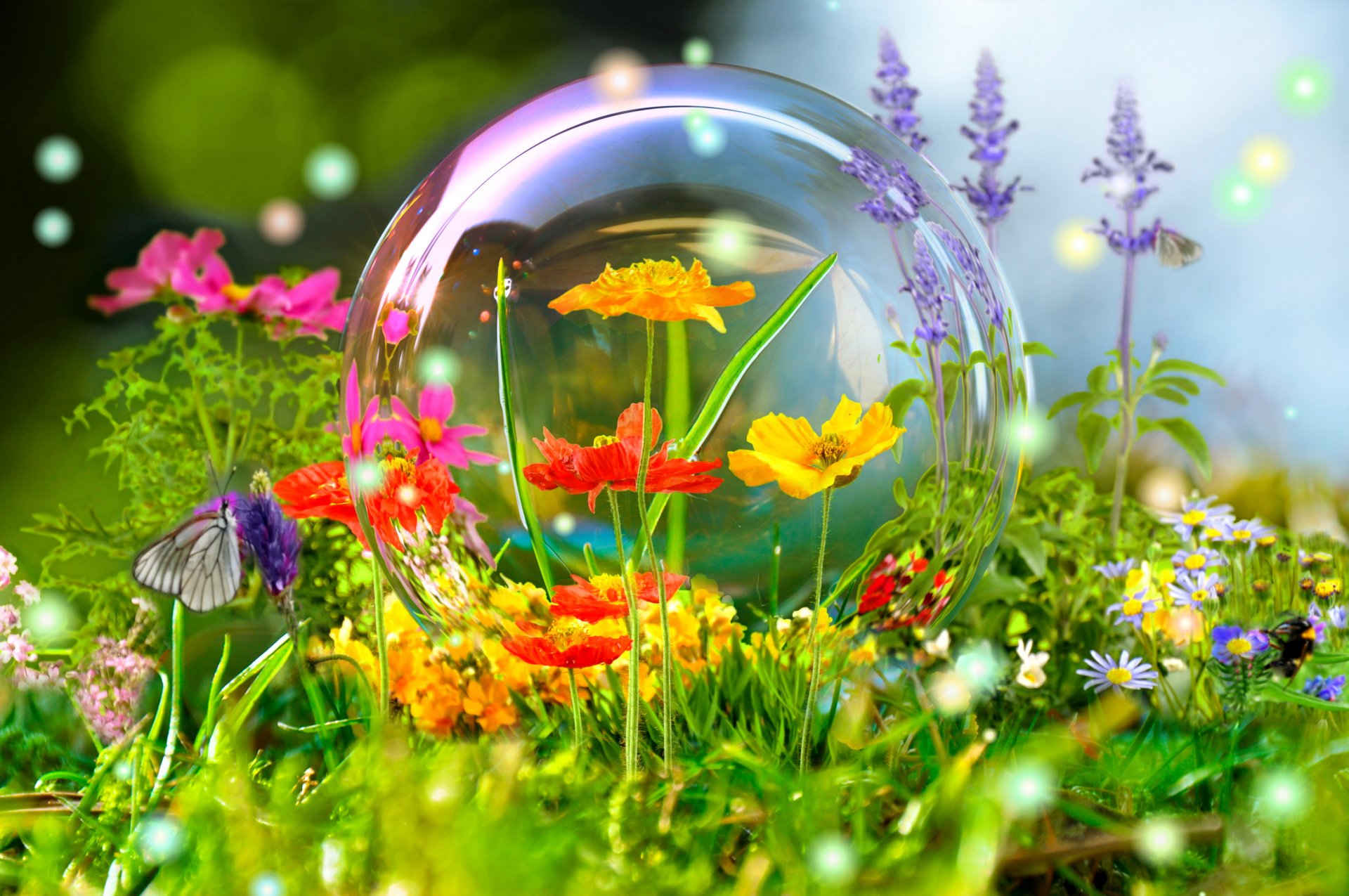 meadow nature flower ball bubble reflection butterfly