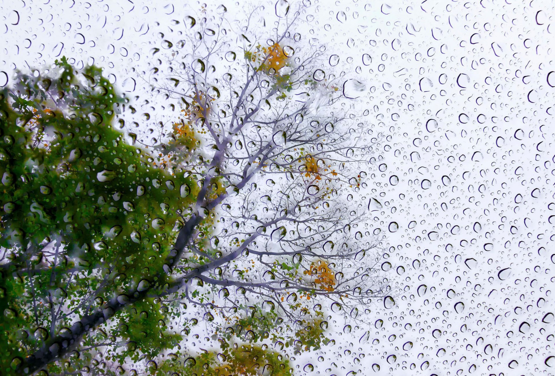 regen gedicht tropfen baum