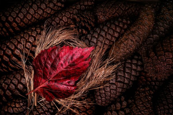 HERBSTLICHES ROTES BLATT AUF STROH UND ZAPFEN