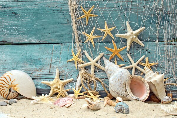 Sea beauties lying on the sand of the beach