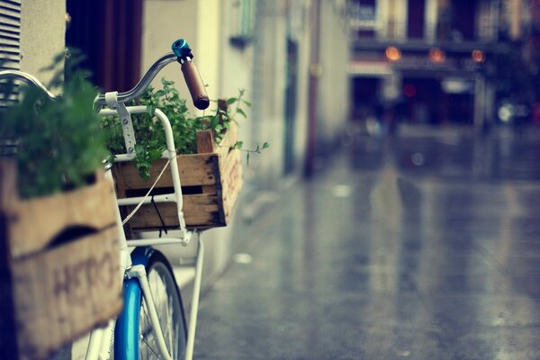 Bicicleta contra la pared en la calle con plantas en cajas