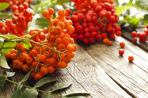 Ripe rowan berries on the table