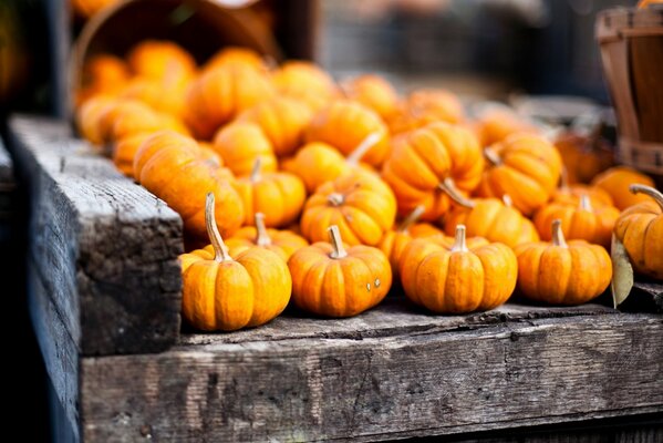 Cosecha de calabaza en el Tablón