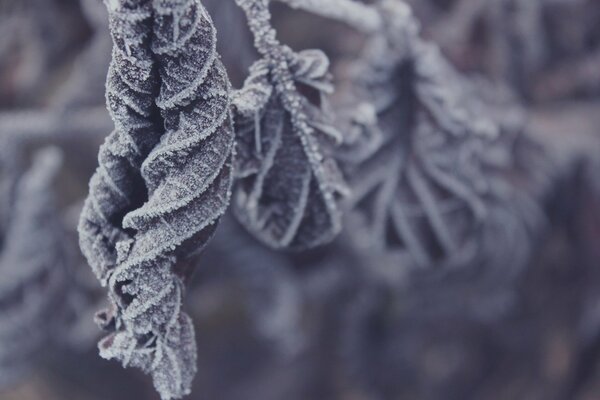 The folded leaves hang on the tree and are covered with frost