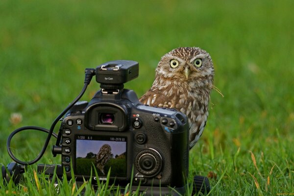 Gufo sullo sfondo di una macchina fotografica in erba verde