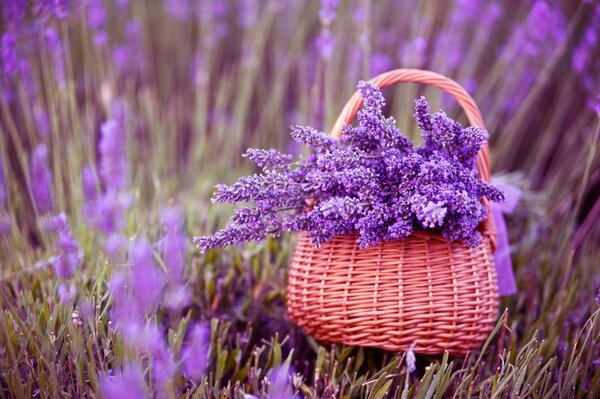 Ein Korb mit Lavendel steht auf dem Feld. schöne Blumen