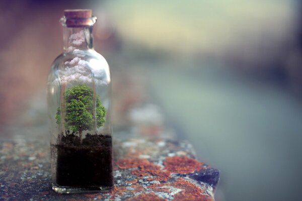 Schöner Baum in einer Glasflasche