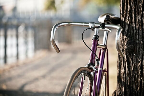 Beautiful photo of a bicycle near a Lilac tree