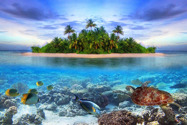 Isla en el océano con hermosos peces y tortugas