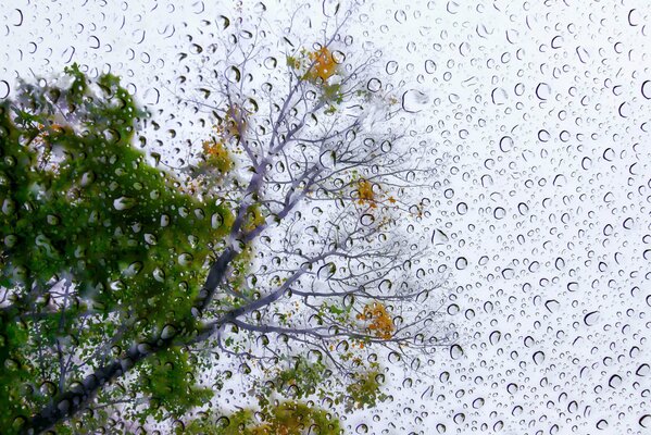 Lluvia poética contra los árboles