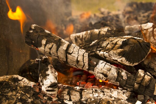 Nature rustique avec feu de camp et brochettes