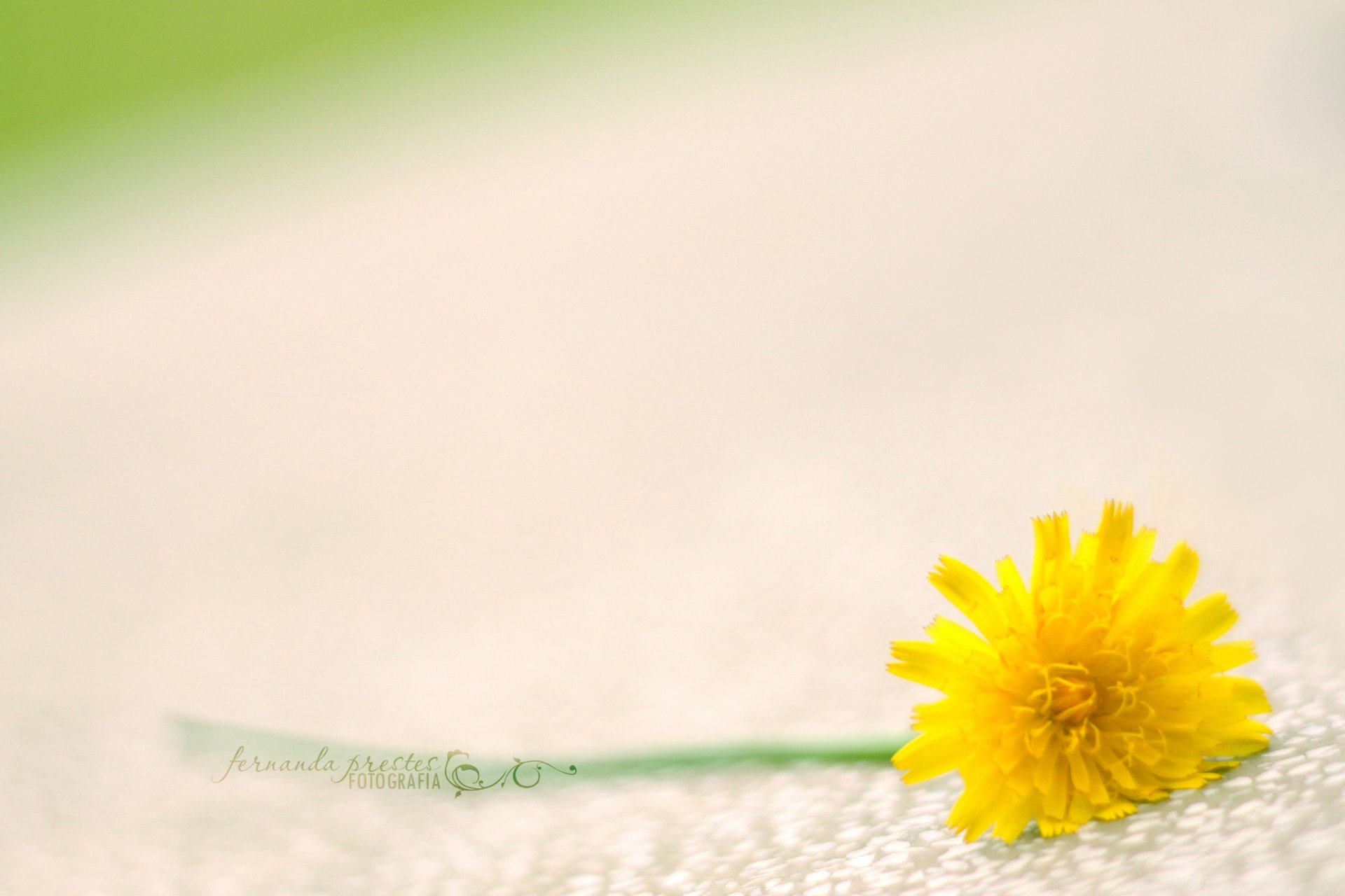 divers fleurs fleur jaune tige vert macro fond fond d écran