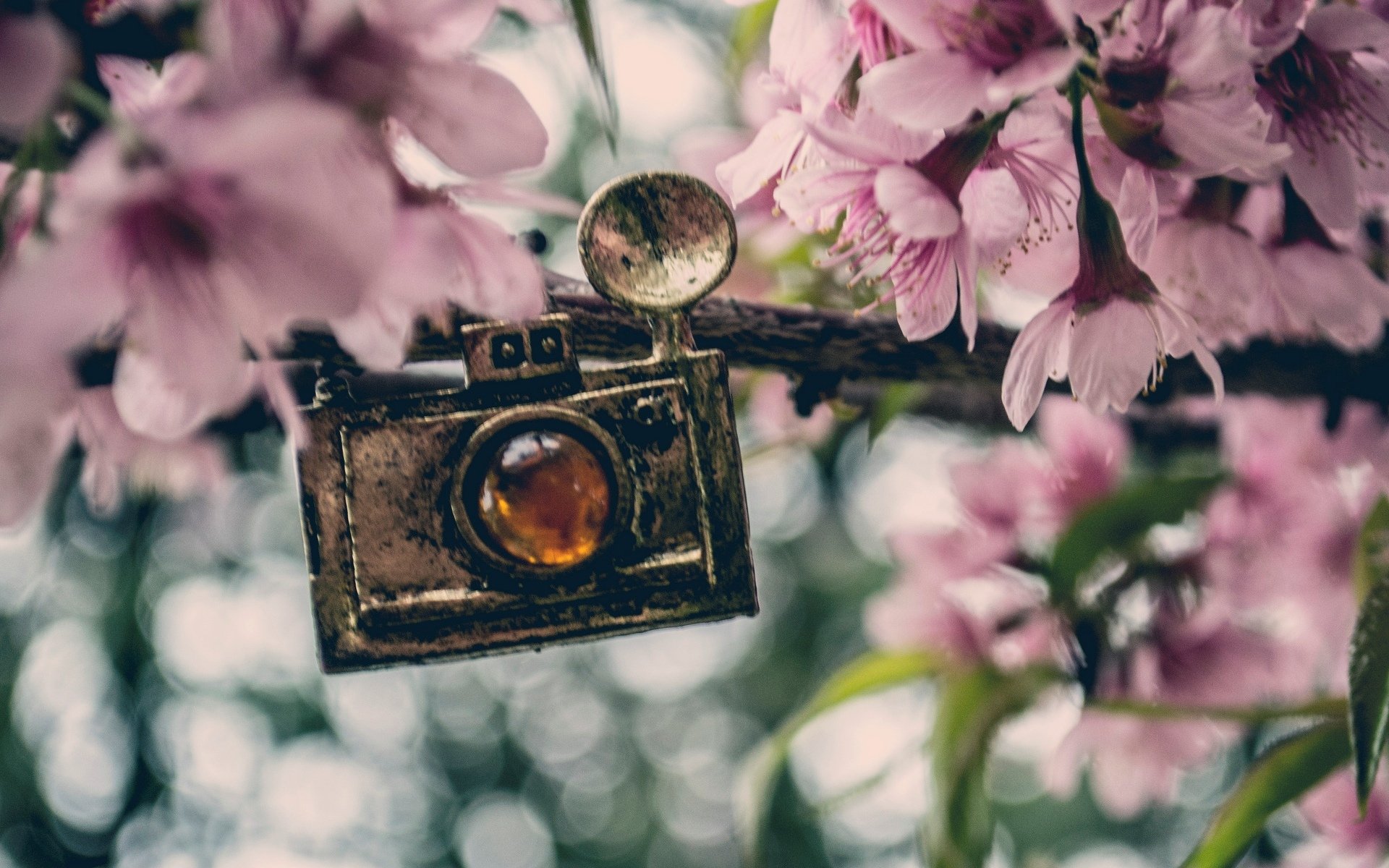 varie ciondolo ciondolo macchina fotografica fiori fiori rosa sfondo carta da parati widescreen schermo intero widescreen widescreen