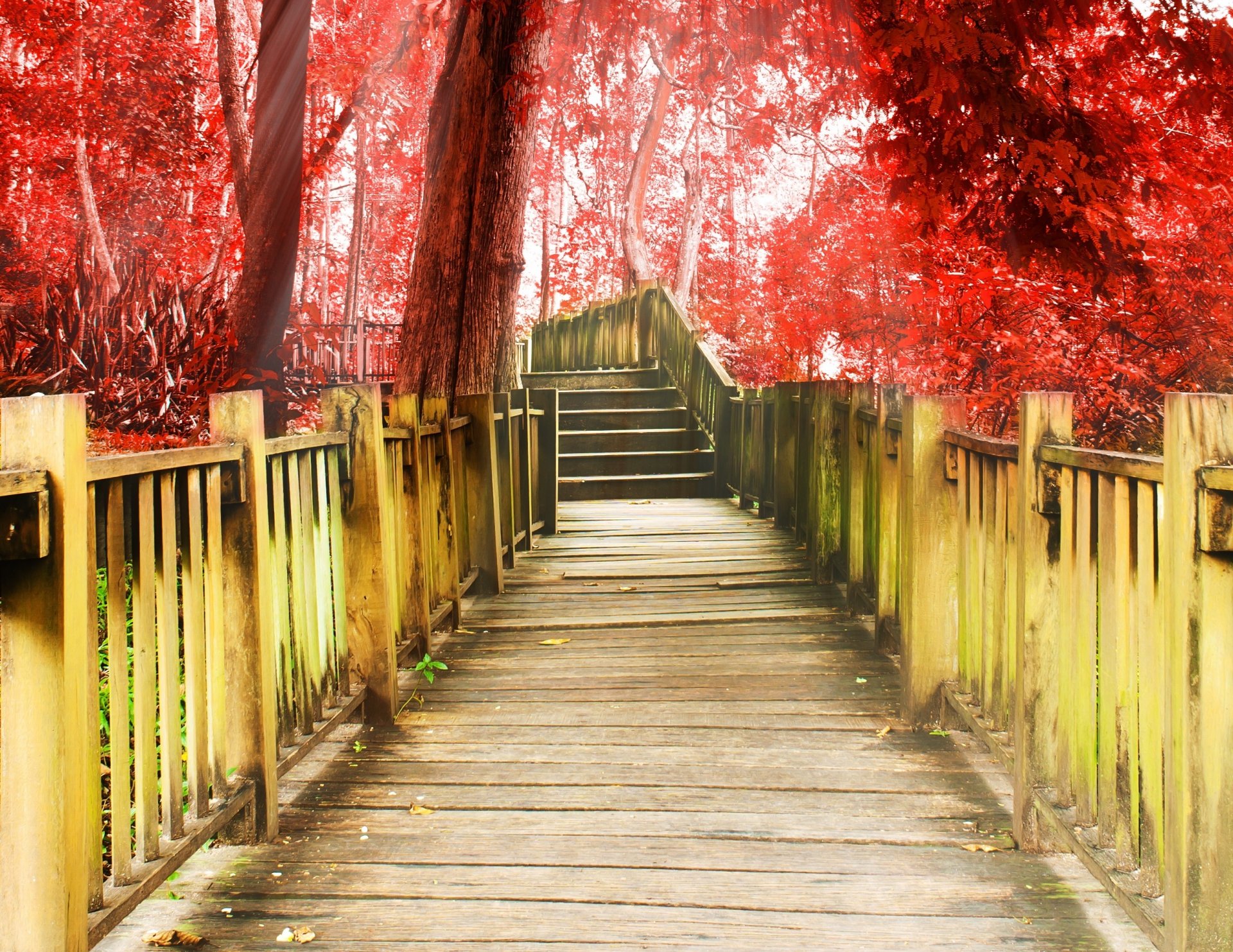 varie passerella scala gradini gradini albero alberi rosso sfondo carta da parati widescreen schermo intero widescreen widescreen