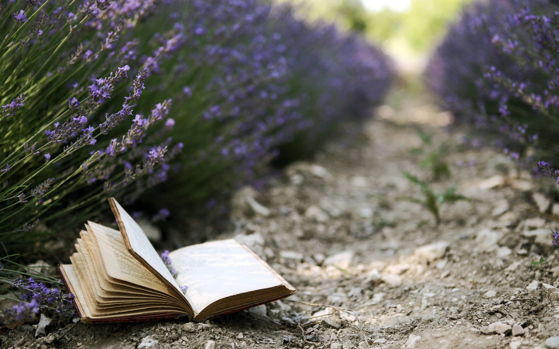 libro flores lavanda fondo