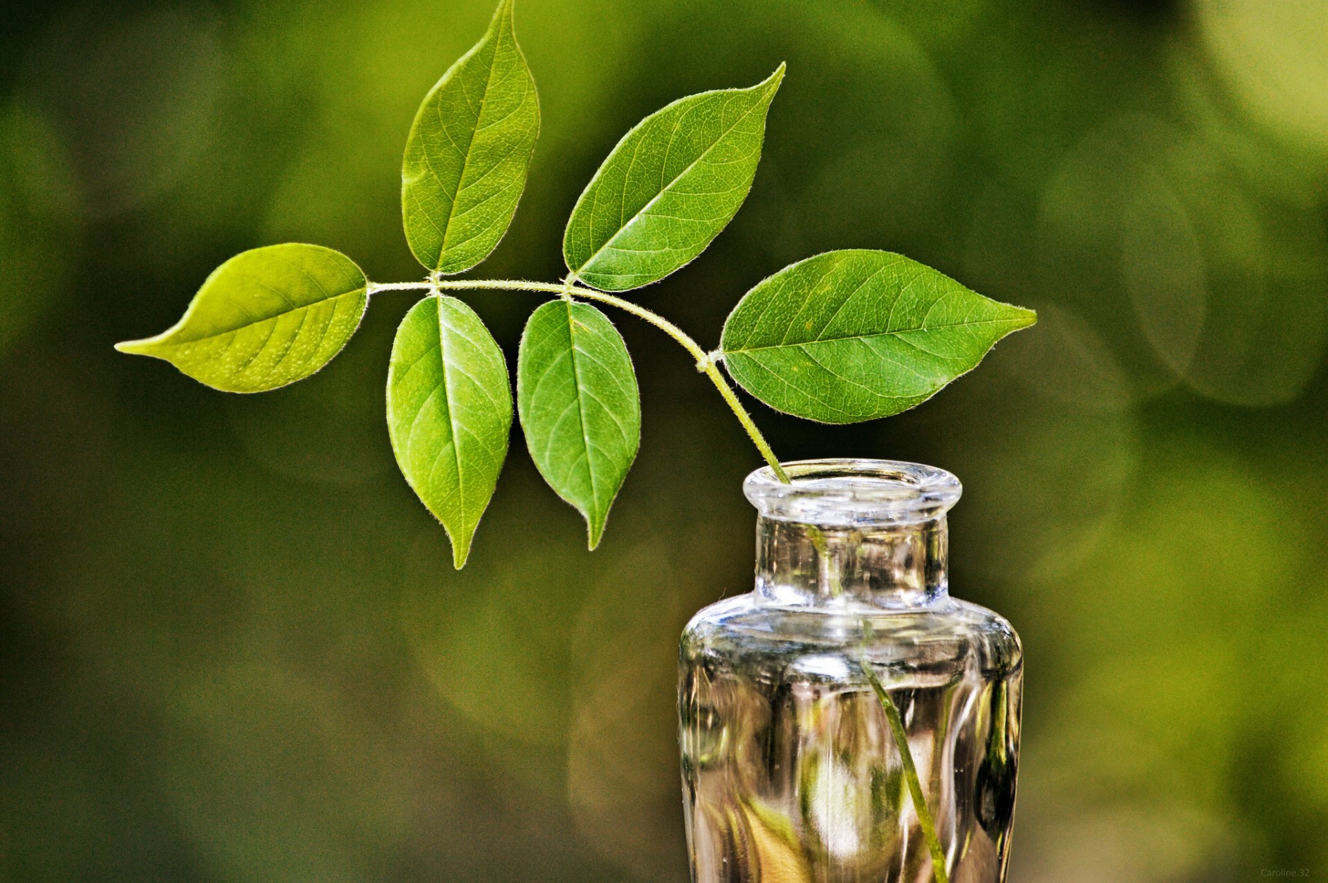 vase glass branch leaves green reflection