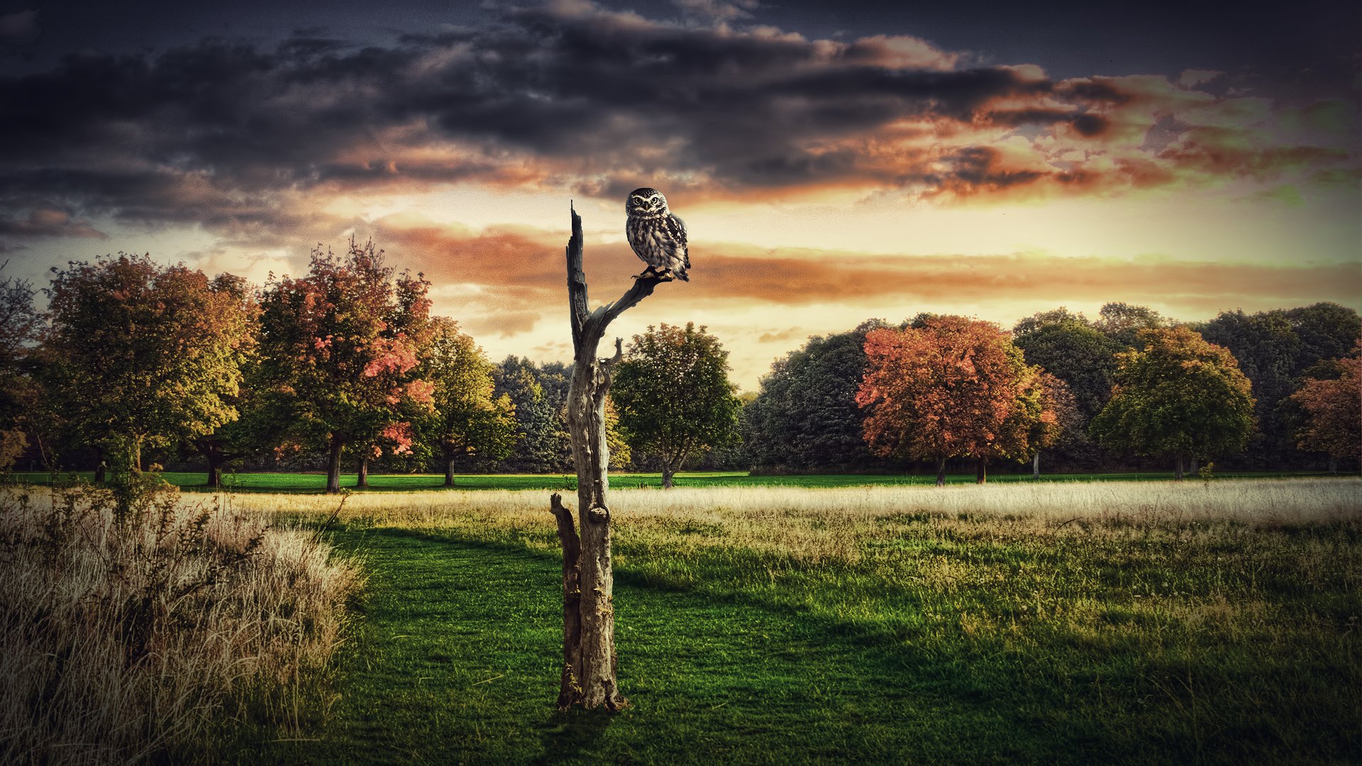 collage arbres sec hibou oiseau