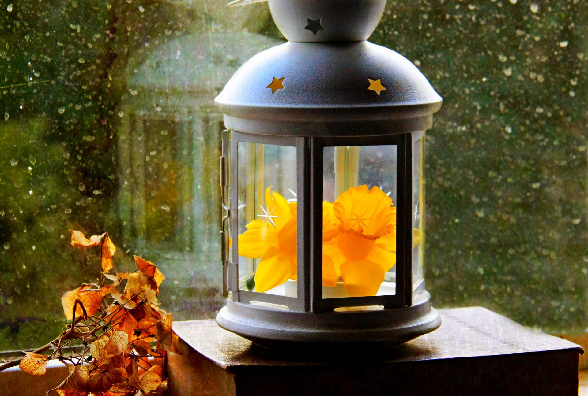 lantern paper leaves flower narcissus window drops autumn spring paper spring