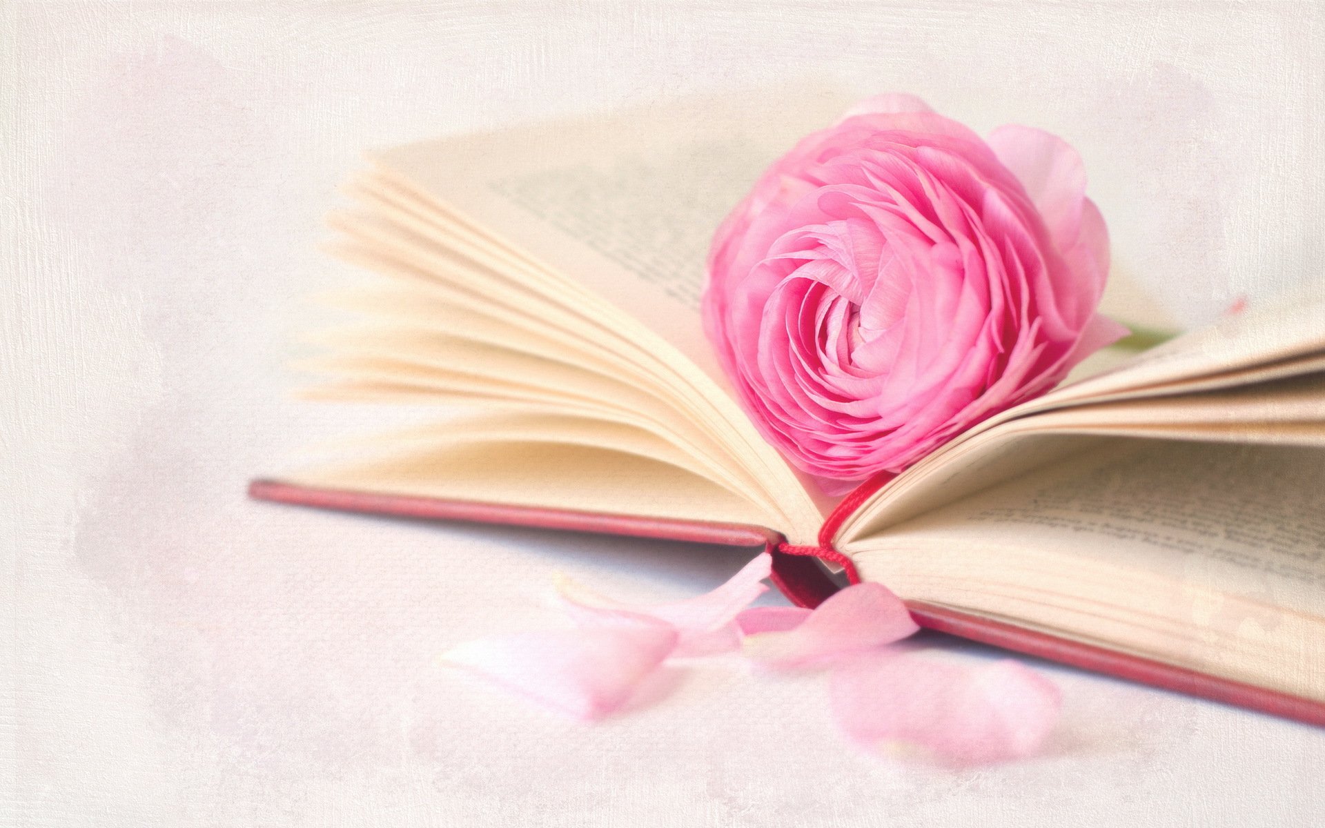 livre fleur fond gros plan