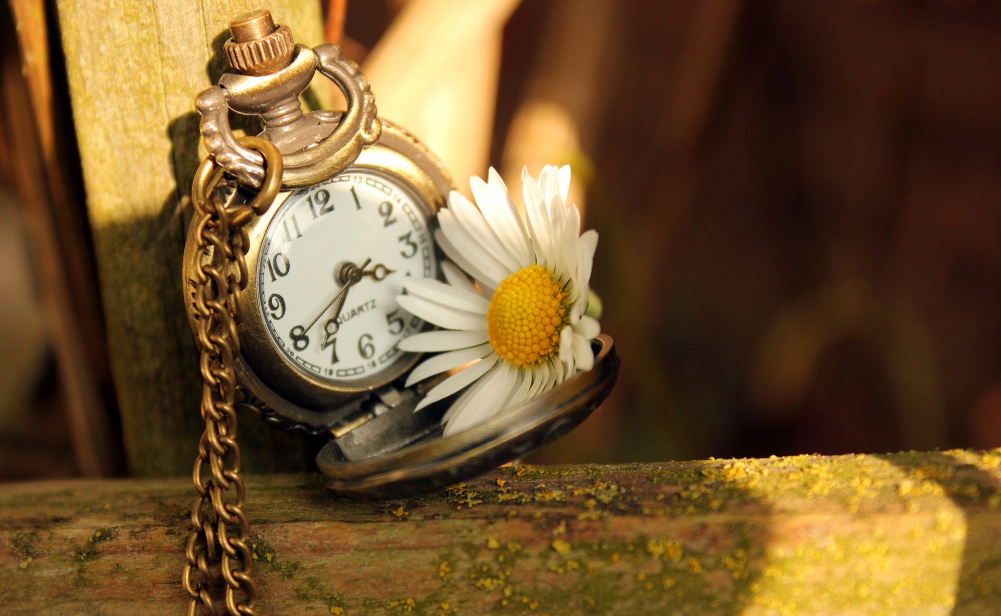 montre cadran mains temps chaîne marguerite fleur lumière