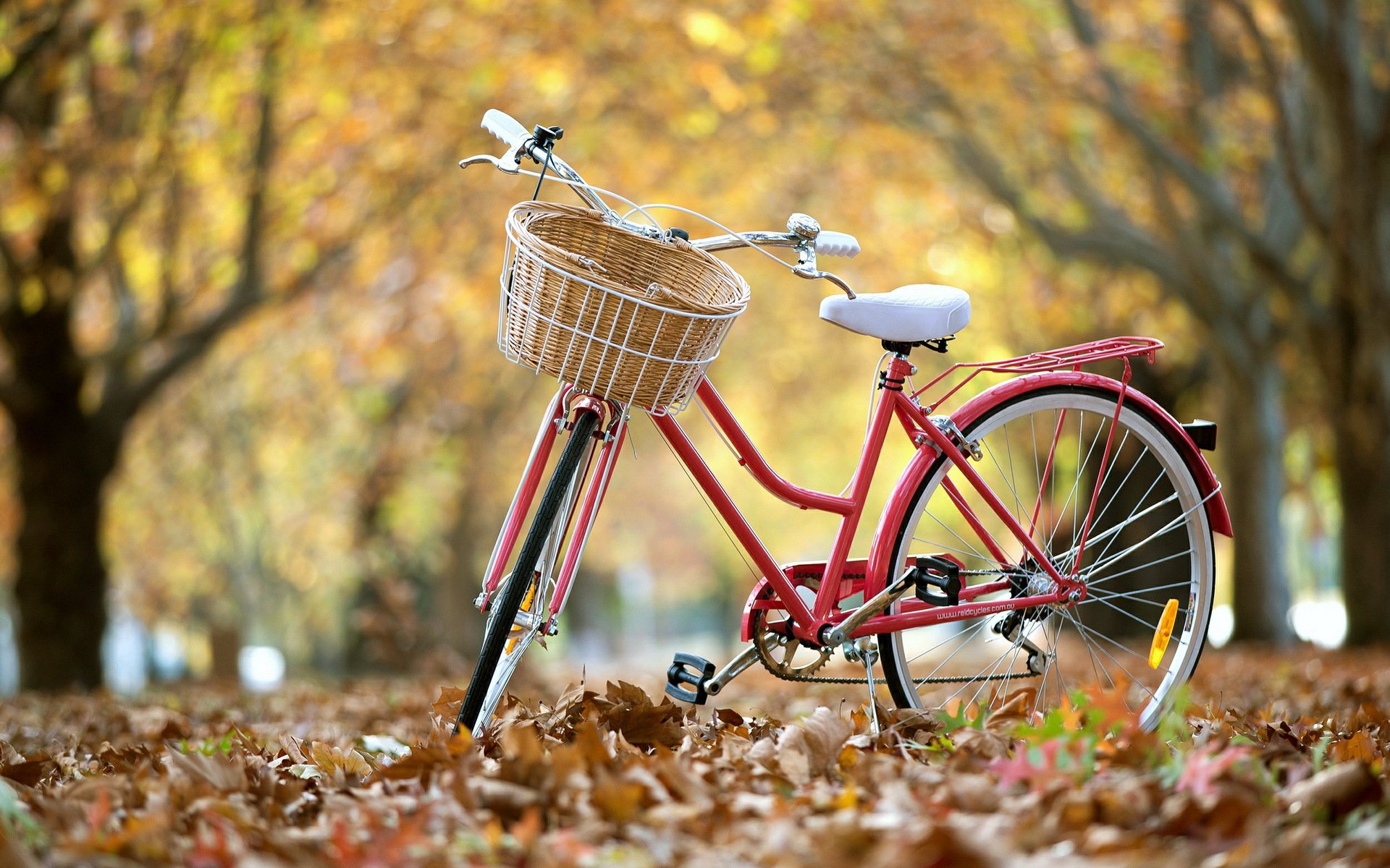 calle bicicleta hojas