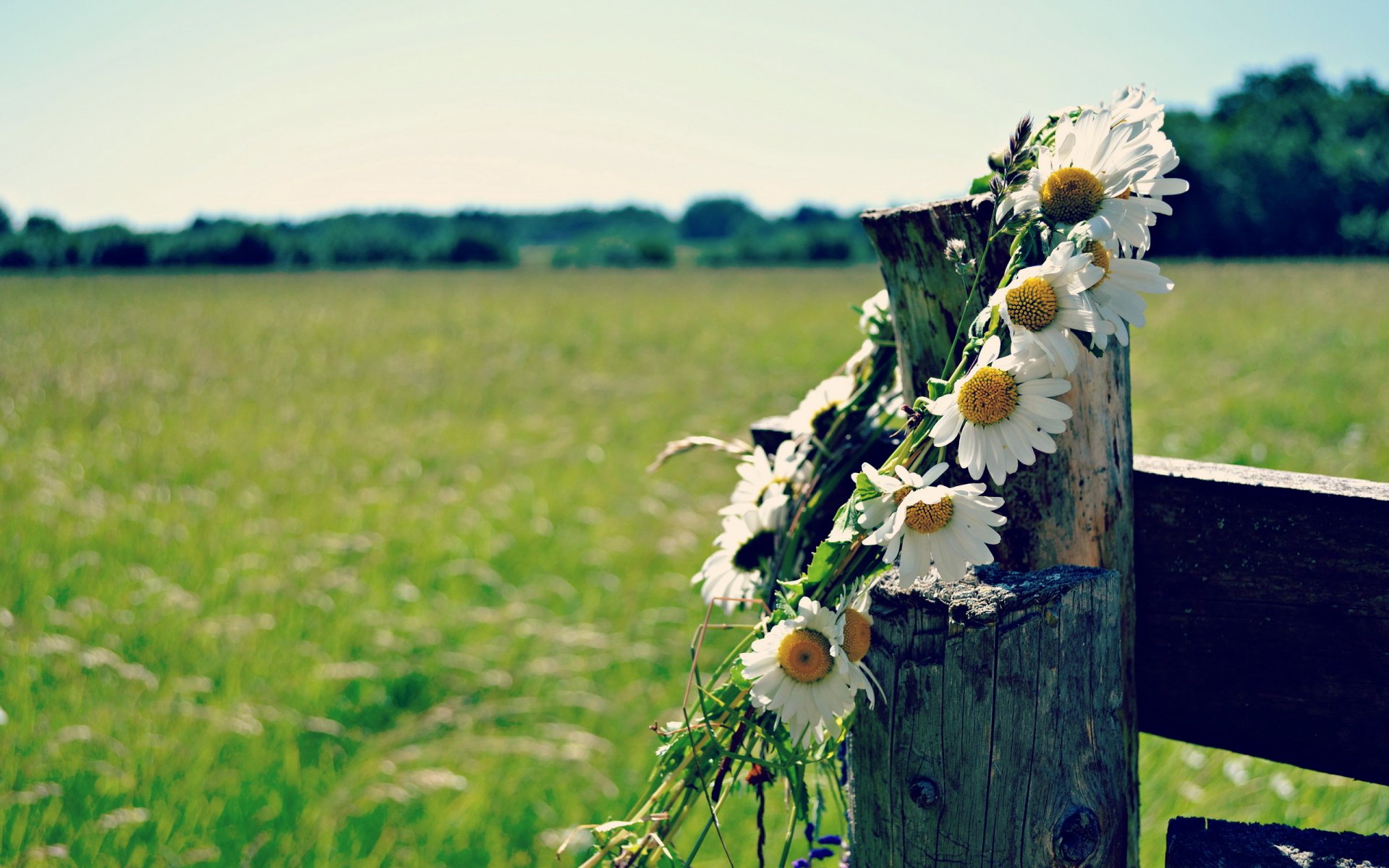 wreath chamomile summer fence