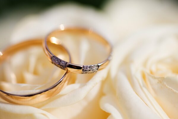 Wedding rings on a white background