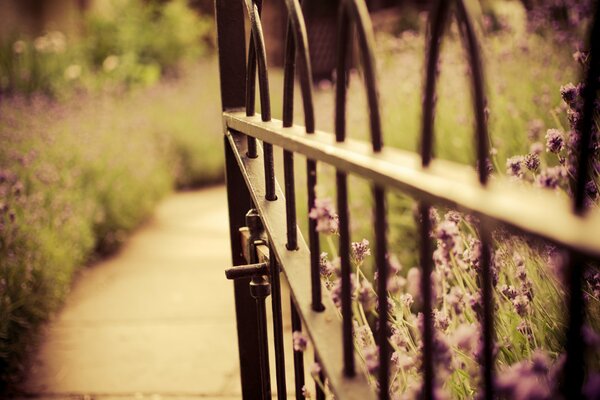 Cespugli di lavanda passerella recinzione nera