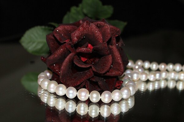 White pearl beads and red rose