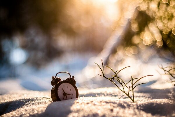 Wecker im Schnee im Wald eingetaucht